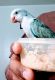 Quaker Parrot Birds for sale in The Bronx, NY 10457, USA. price: NA