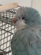Quaker Parrot Birds for sale in Rockford, IL, USA. price: NA