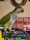 Quaker Parrot Birds for sale in Phoenix, AZ 85032, USA. price: $750
