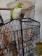 Quaker Parrot Birds for sale in 1710 Irvin St, New Castle, IN 47362, USA. price: NA