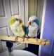 Quaker Parrot Birds for sale in Austin, TX, USA. price: NA