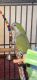 Quaker Parrot Birds for sale in New Boston, MI 48164, USA. price: $350