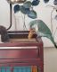 Quaker Parrot Birds for sale in Hickory, NC, USA. price: $700