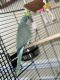 Quaker Parrot Birds for sale in Hagerstown, MD, USA. price: NA