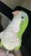 Quaker Parrot Birds for sale in McHenry, MS 39561, USA. price: NA