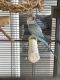 Quaker Parrot Birds for sale in Naples, FL 34109, USA. price: $500