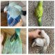 Quaker Parrot Birds for sale in Trenton, FL 32693, USA. price: $400