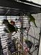 Quaker Parrot Birds for sale in Cape Coral, FL 33990, USA. price: NA