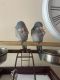 Quaker Parrot Birds for sale in Oswego, IL, USA. price: $500