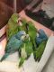 Quaker Parrot Birds for sale in San Antonio, TX, USA. price: NA