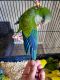 Quaker Parrot Birds for sale in Elsie, MI 48831, USA. price: NA