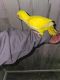 Quaker Parrot Birds for sale in Elsie, MI 48831, USA. price: $1,100