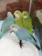 Quaker Parrot Birds for sale in San Antonio, TX, USA. price: $400