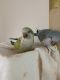 Quaker Parrot Birds for sale in Alexandria, VA, USA. price: NA
