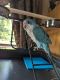 Quaker Parrot Birds for sale in Wellsburg, WV 26070, USA. price: NA