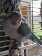 Quaker Parrot Birds for sale in Wellsburg, WV 26070, USA. price: $350