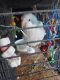 Quaker Parrot Birds for sale in 116 W Front St, Sikeston, MO 63801, USA. price: $400