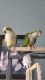 Quaker Parrot Birds for sale in Zion, IL 60099, USA. price: $950
