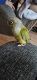 Quaker Parrot Birds for sale in Swanton, Vermont. price: $1,500