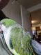 Quaker Parrot Birds for sale in Swanton, Vermont. price: $300