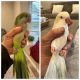 Quaker Parrot Birds for sale in Monroe, OH, USA. price: $500