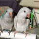 Quaker Parrot Birds for sale in Bismarck, North Dakota. price: $400
