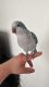 Quaker Parrot Birds for sale in Lady Lake, Florida. price: $200