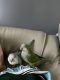 Quaker Parrot Birds for sale in Culpeper, Virginia. price: $900
