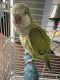 Quaker Parrot Birds for sale in Republic, Missouri. price: $500