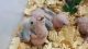 Quaker Parrot Birds for sale in Coupeville, WA 98239, USA. price: $175