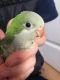 Quaker Parrot Birds for sale in Baltimore, MD, USA. price: NA