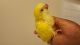 Quaker Parrot Birds for sale in Palm Bay, FL, USA. price: NA
