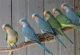 Quaker Parrot Birds for sale in Seattle, WA, USA. price: NA