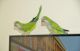 Quaker Parrot Birds for sale in Corona, CA, USA. price: NA