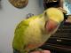 Quaker Parrot Birds for sale in Milwaukee, WI, USA. price: $250