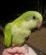 Quaker Parrot Birds for sale in Salisbury, NC, USA. price: NA