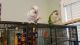 Quaker Parrot Birds for sale in Cleveland, OH, USA. price: NA
