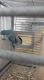 Quaker Parrot Birds for sale in Beloit, WI 53511, USA. price: $400