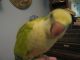 Quaker Parrot Birds for sale in Milwaukee, WI, USA. price: NA