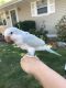 Quaker Parrot Birds for sale in Crown Point, IN 46307, USA. price: NA