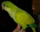 Quaker Parrot Birds for sale in Needville, TX 77461, USA. price: $225
