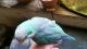 Quaker Parrot Birds for sale in Needville, TX 77461, USA. price: NA