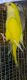 Quaker Parrot Birds for sale in Rosenberg, TX, USA. price: $750