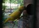 Quaker Parrot Birds