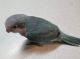 Quaker Parrot Birds for sale in Tulsa, OK, USA. price: NA