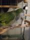 Quaker Parrot Birds for sale in 4330 Louisville Ave, Louisville, KY 40209, USA. price: NA