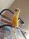 Quaker Parrot Birds for sale in Kissimmee, FL, USA. price: $500