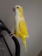 Quaker Parrot Birds for sale in Kissimmee, FL, USA. price: $425