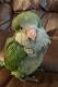 Quaker Parrot Birds for sale in Cameron, NC 28326, USA. price: NA