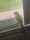 Quaker Parrot Birds for sale in Shoreview, MN 55126, USA. price: $650